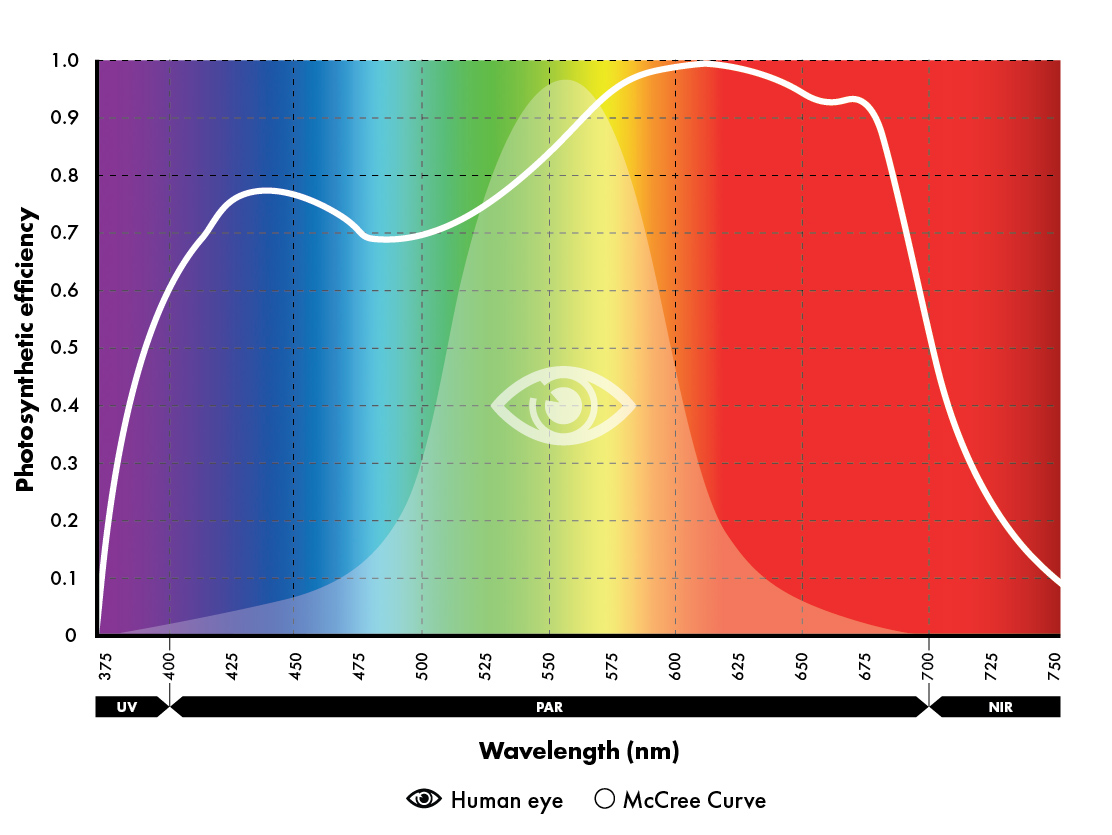 Par photosynthesis clearance